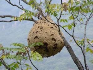 住家土蜂窩